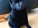 black alman kurdu