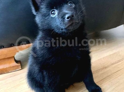 Black Alman Kurdu