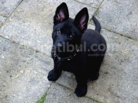 Black Alman Kurdu görsel