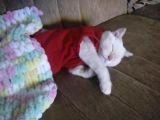 10 Aylık British Shorthair Ücretsiz Sahiplendirme
