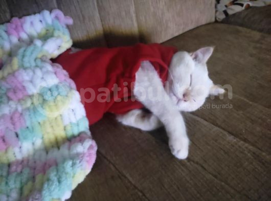 10 Aylık British Shorthair Ücretsiz Sahiplendirme görsel