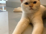 10 aylık British Shorthair Ücretsiz Sahiplendirme