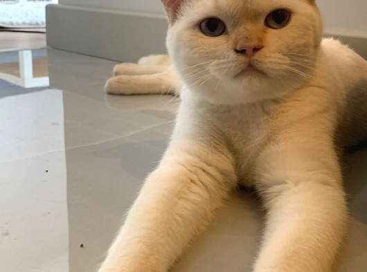10 Aylık British Shorthair Ücretsiz Sahiplendirme
