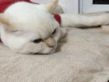 10 Aylık British Shorthair Ücretsiz Sahiplendirme