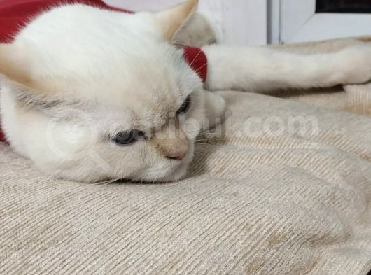 10 Aylık British Shorthair Ücretsiz Sahiplendirme görsel