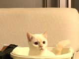 10 Aylık British Shorthair Ücretsiz Sahiplendirme