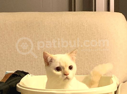 10 Aylık British Shorthair Ücretsiz Sahiplendirme görsel