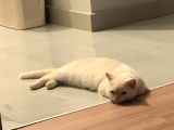 10 Aylık British Shorthair Ücretsiz Sahiplendirme