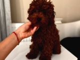 Aşılı Toypoodle Erkek