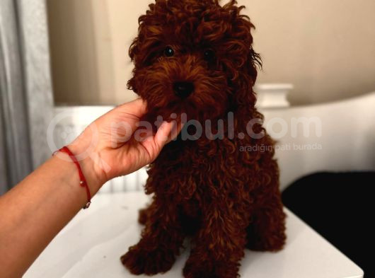 Aşılı Toypoodle Erkek görsel