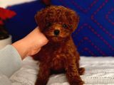 Orjinal Kore Toypoodle Yavru