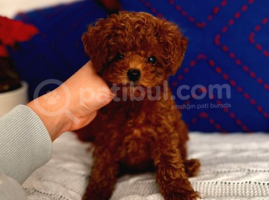 Orjinal Kore Toypoodle Yavru görsel