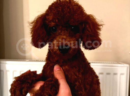 Orjinal Kore Teacup Dişi görsel