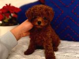 Orjinal Kore ToyPoodle Yavru