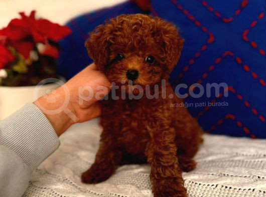 Orjinal Kore Toypoodle Yavru