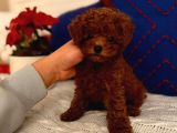 Orjinal Kore Toypoodle Yavru