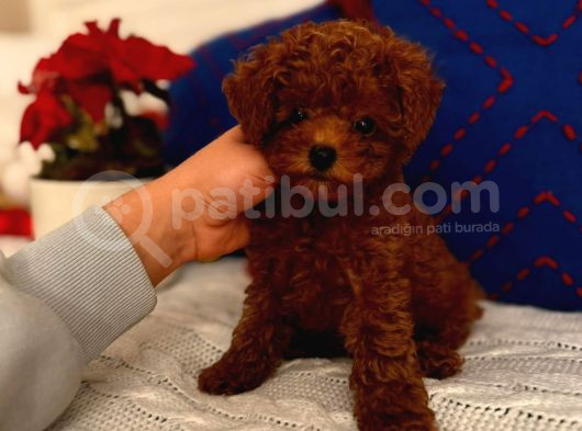 Orjinal Kore Toypoodle Yavru görsel