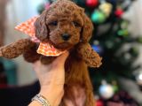 Tooypoodle yavrularımız 40 günlük