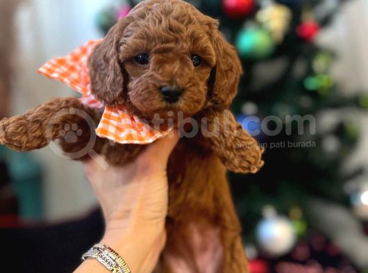 Tooypoodle Yavrularımız 40 Günlük
