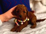 Minyatür ToyPoodle bebek