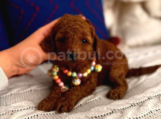 Minyatür Toypoodle Bebek