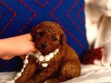 Poodle yavru dişi bebek