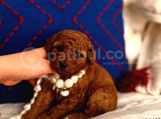 Poodle Yavru Dişi Bebek