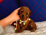 Minyatür Toypoodle Dişi Bebek