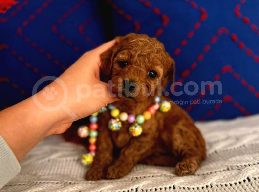 Minyatür Toypoodle Dişi Bebek görsel