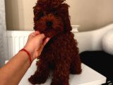 Aşılı Toypoodle Erkek