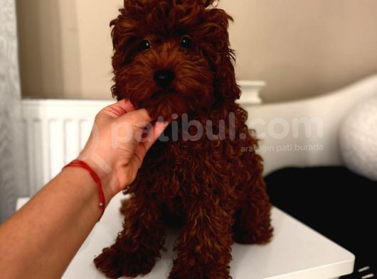 Aşılı Toypoodle Erkek görsel