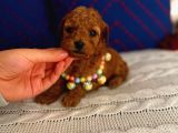 Minyatür ToyPoodle Dişi bebek