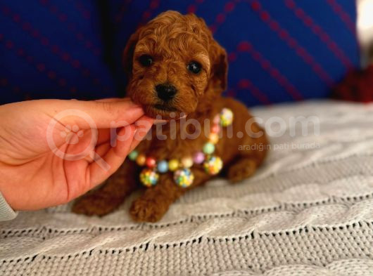 Minyatür Toypoodle Dişi Bebek