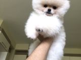 Safkan Orjinaş Pomerian Bo