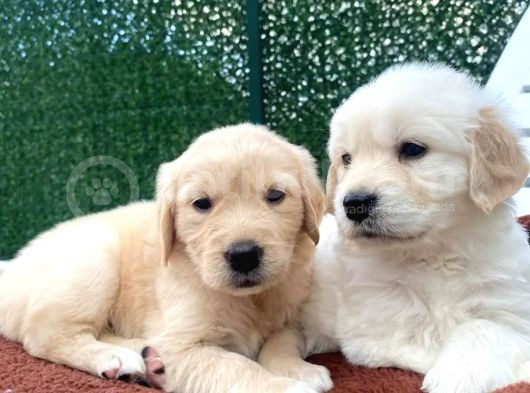 Erkek Aşılı En Sadık Irk Golden Yavrumuz