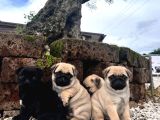 Tuvalet eğitimli pug bebekler