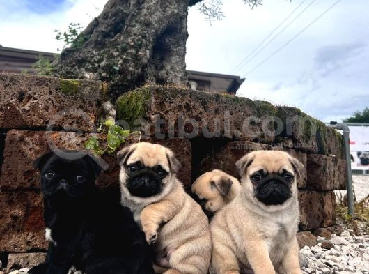 Tuvalet Eğitimli Pug Bebekler