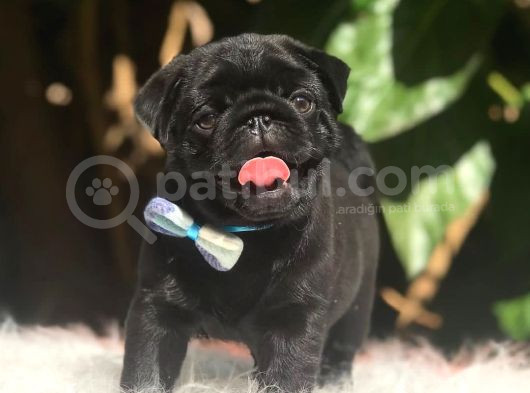 Tuvalet Eğitimli Pug Bebekler görsel