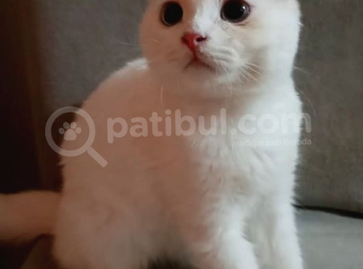Güzellik Güzel Bi Yuva Bekliyor