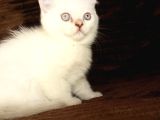Kendi Gibi Güzel Ailelerini Arıyorlar