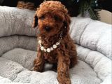BABY FACE TOY POODLE BEBEKLERİMİZ