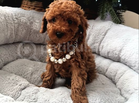 Baby Face Toy Poodle Bebekleri̇mi̇z