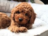 Baby Face Toy Poodle Bebekleri̇mi̇z