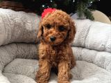 Gerçek Toy Poodle Yavrulari