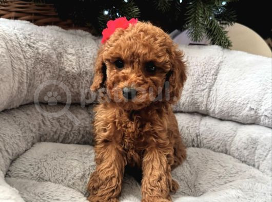 Gerçek Toy Poodle Yavrulari görsel