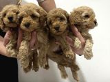 EV ÜRETİMİNDEN TOY POODLE YAVRULAR