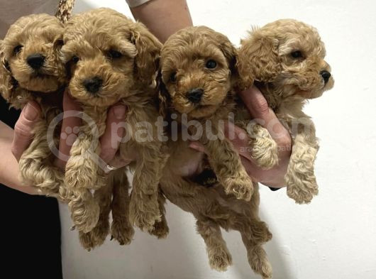 Ev Üreti̇mi̇nden Toy Poodle Yavrular