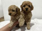 Ev Üreti̇mi̇nden Toy Poodle Yavrular