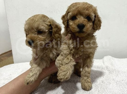 Ev Üreti̇mi̇nden Toy Poodle Yavrular görsel