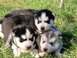 Husky Bebekleri̇mi̇z